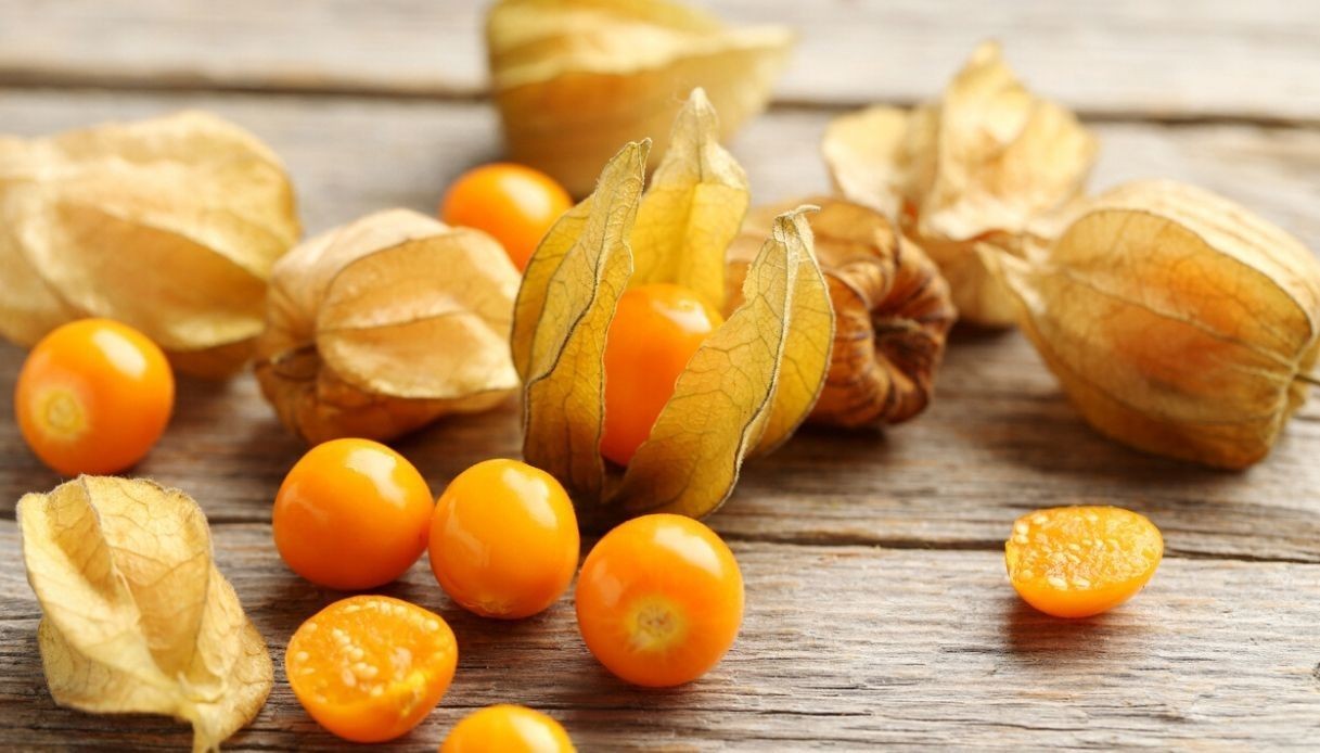 Alkikingeri/Physalis